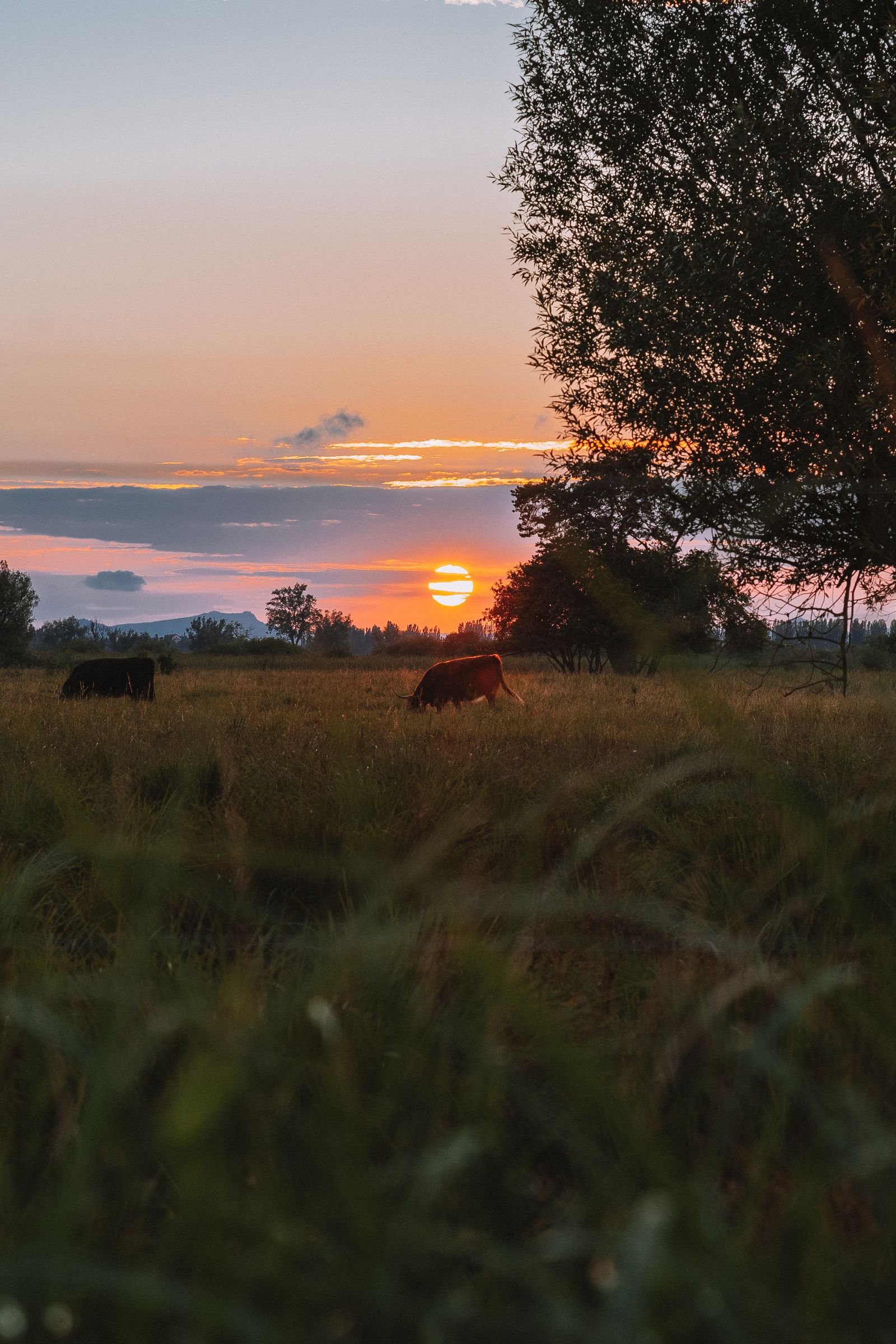 Rebanho pastando no campo aberto durante o pôr do sol