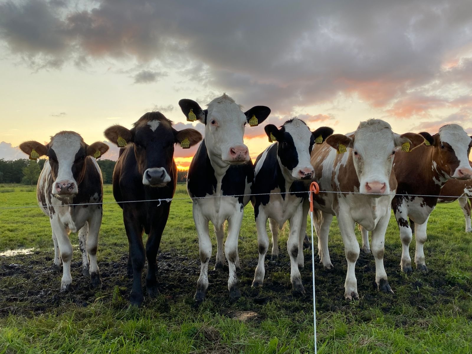 Vacas leiteiras enfileiradas no pasto ao pôr do sol, com brincos de identificação