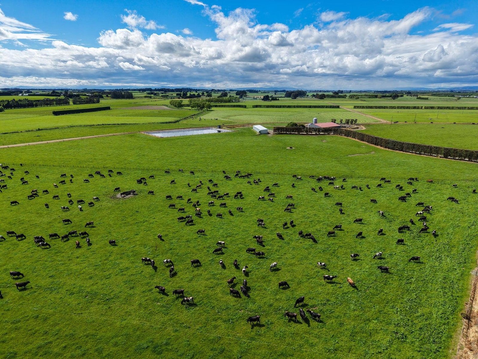 Vista de drone do rebanho em pastagem rotacionada