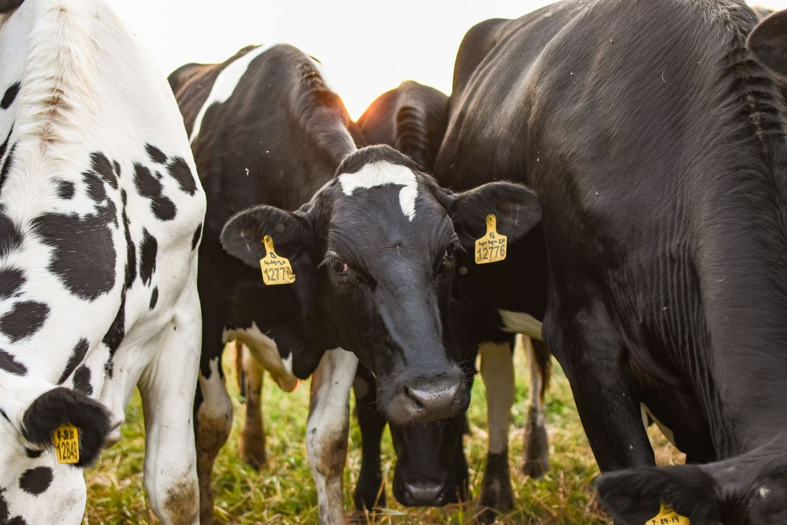 Vacas holandesas com brincos de identificação no pasto em contraluz